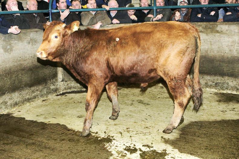 Camera at the mart forward stores in demand at Hilltown Premium