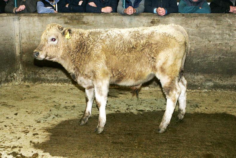 Camera at the mart forward stores in demand at Hilltown Premium