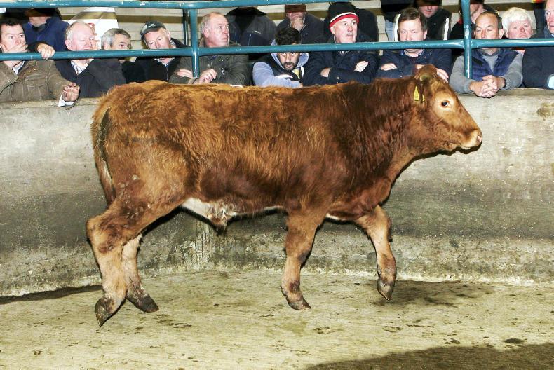 Camera at the mart forward stores in demand at Hilltown Premium