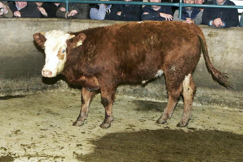 Camera at the mart forward stores in demand at Hilltown Premium