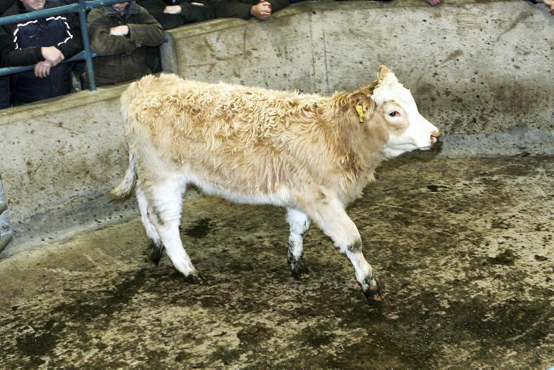 Camera at the mart forward stores in demand at Hilltown Premium