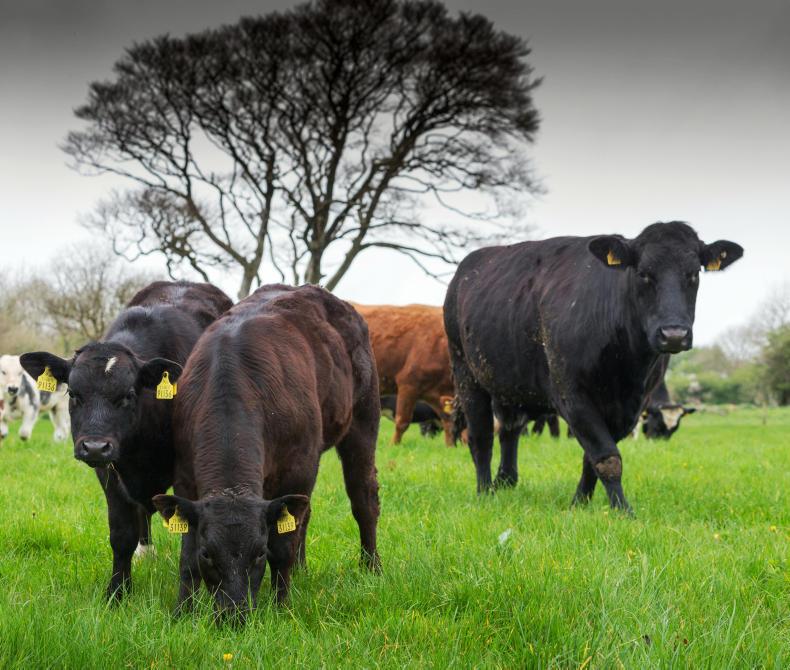 Suckler tradition living strong in Mayo Suckler tradition living strong in Mayo