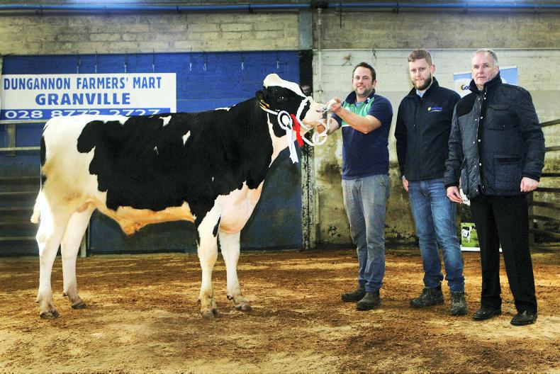 Holstein bulls sell to 4,000gns at Dungannon Premium