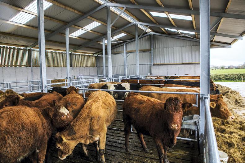 Beef plan movement to go its own way Beef plan movement to go its own way