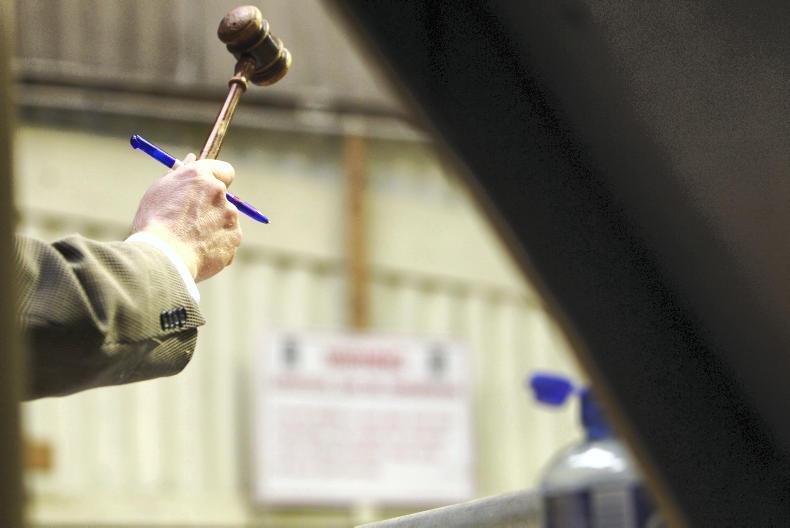 Journal team out in force for busy pedigree weekend Journal team out in force for busy pedigree weekend