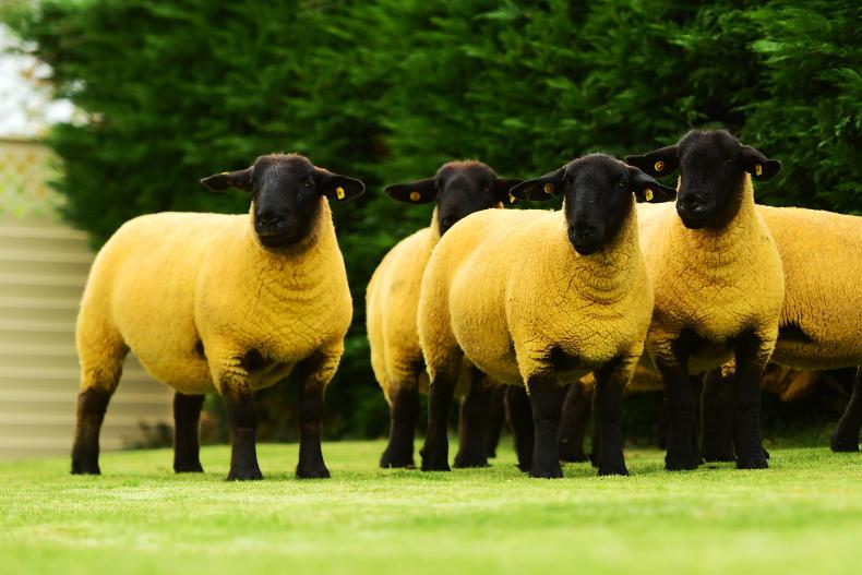 Top of 2,300gns at second Kells production sale Top of 2,300gns at second Kells production sale