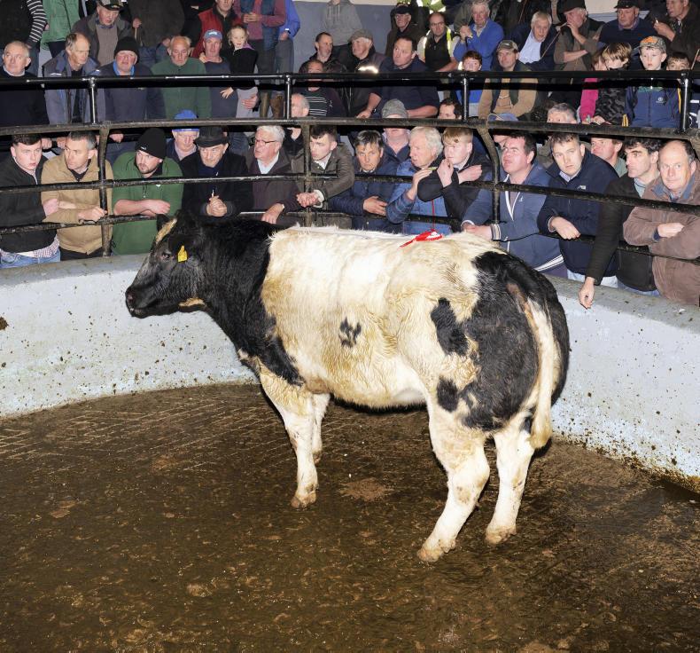 Camera at the mart: fatstock season off to good start in Dingle Camera at the mart: fatstock season off to good start in Dingle