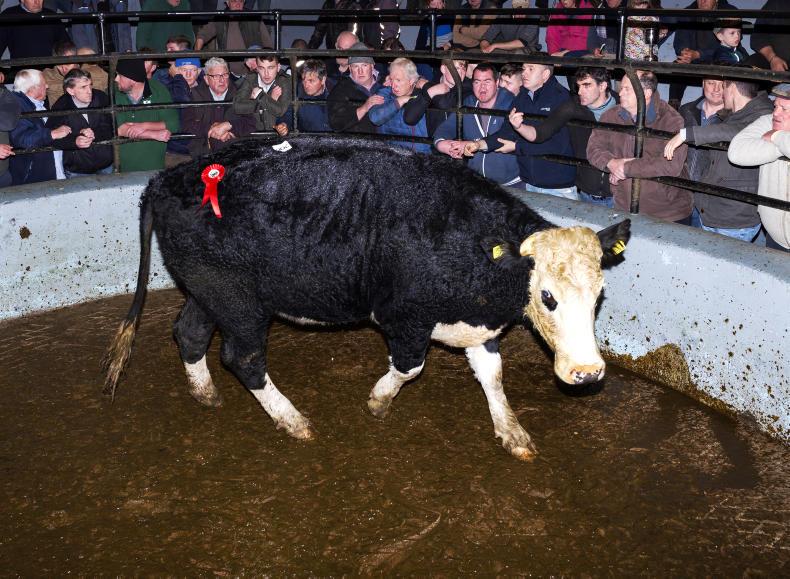 Camera at the mart: fatstock season off to good start in Dingle Camera at the mart: fatstock season off to good start in Dingle