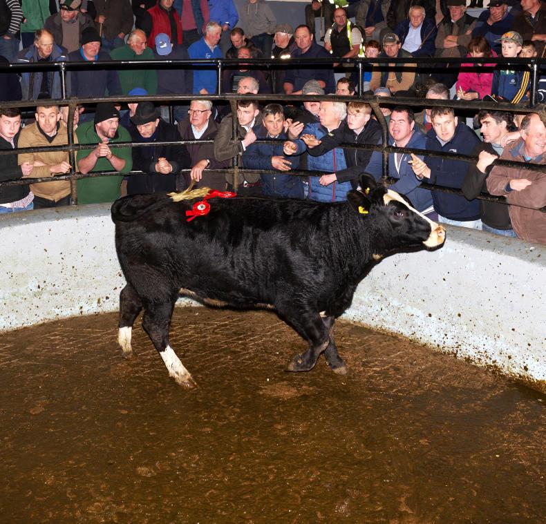 Camera at the mart: fatstock season off to good start in Dingle Camera at the mart: fatstock season off to good start in Dingle
