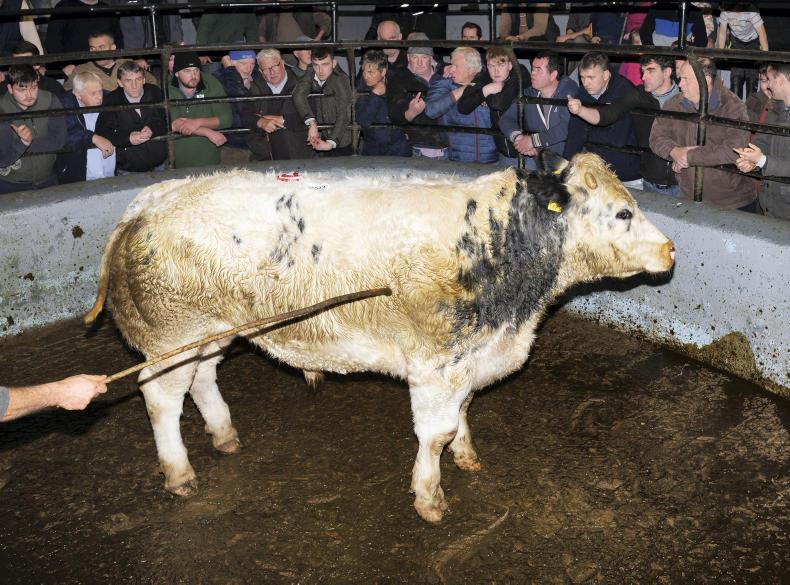 Camera at the mart: fatstock season off to good start in Dingle Camera at the mart: fatstock season off to good start in Dingle
