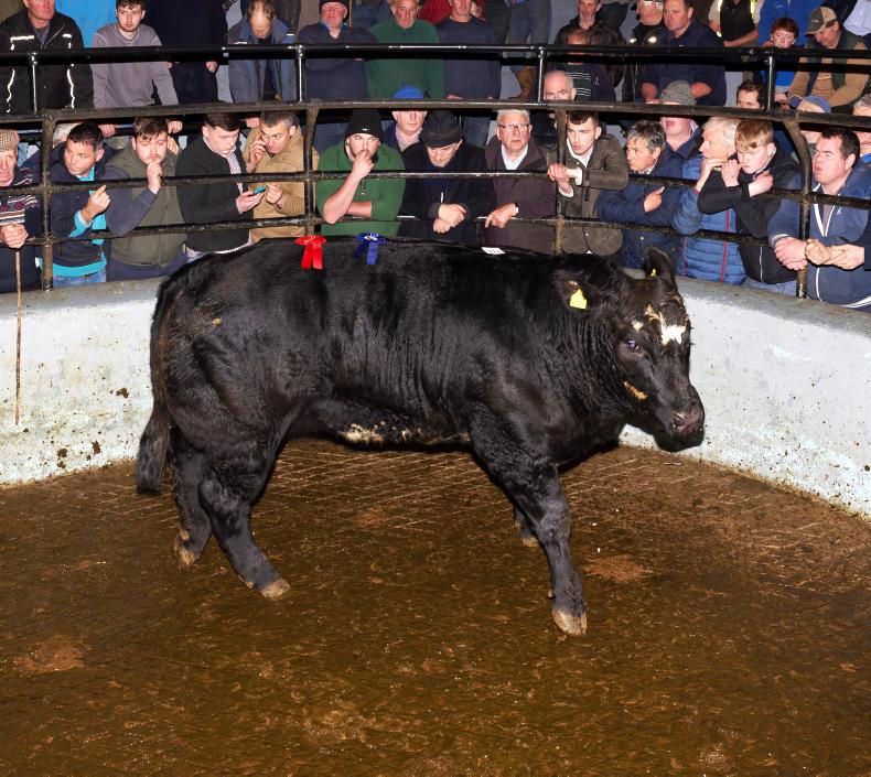 Camera at the mart: fatstock season off to good start in Dingle Camera at the mart: fatstock season off to good start in Dingle