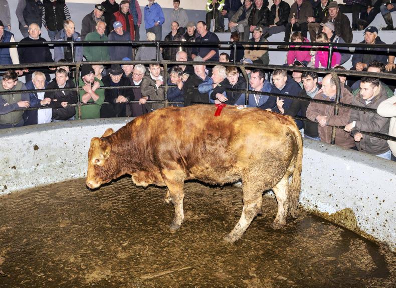 Camera at the mart: fatstock season off to good start in Dingle Camera at the mart: fatstock season off to good start in Dingle