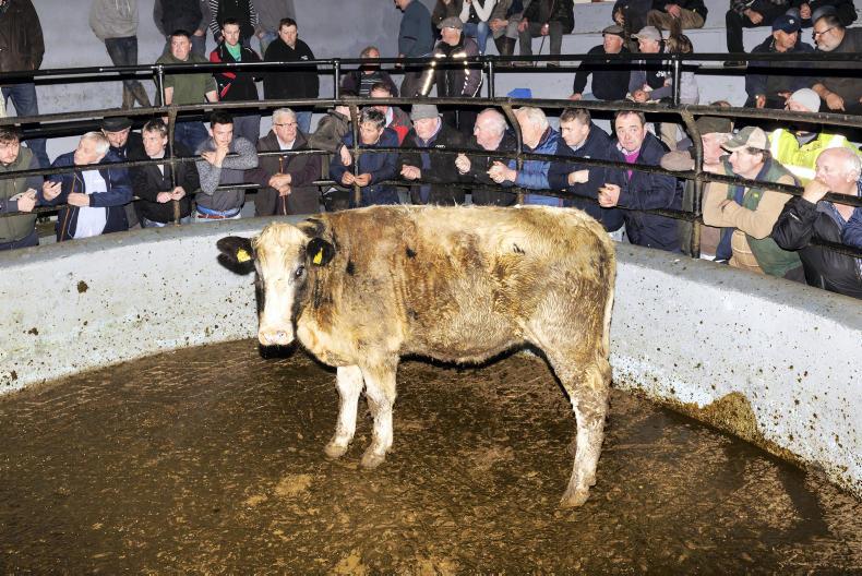 Camera at the mart: fatstock season off to good start in Dingle Camera at the mart: fatstock season off to good start in Dingle