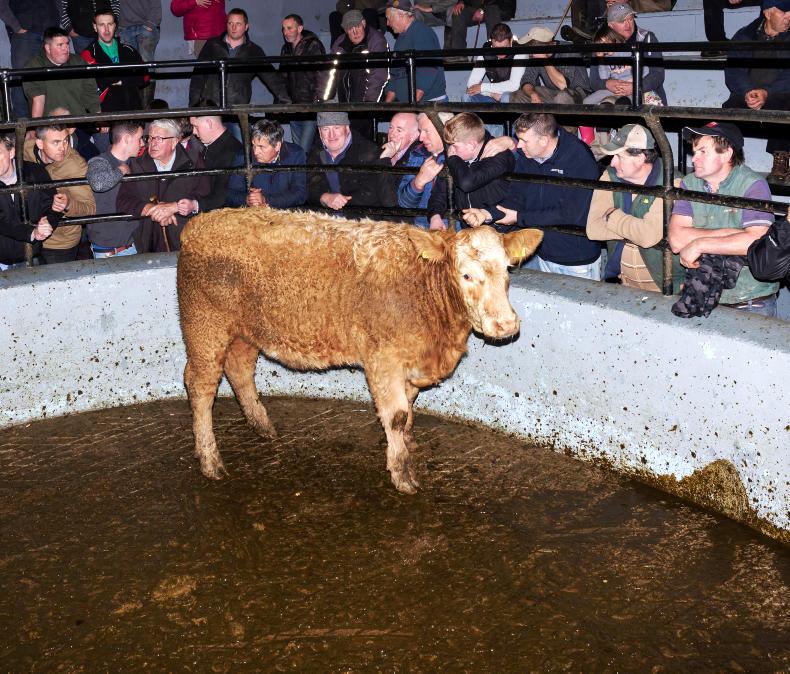 Camera at the mart: fatstock season off to good start in Dingle Camera at the mart: fatstock season off to good start in Dingle