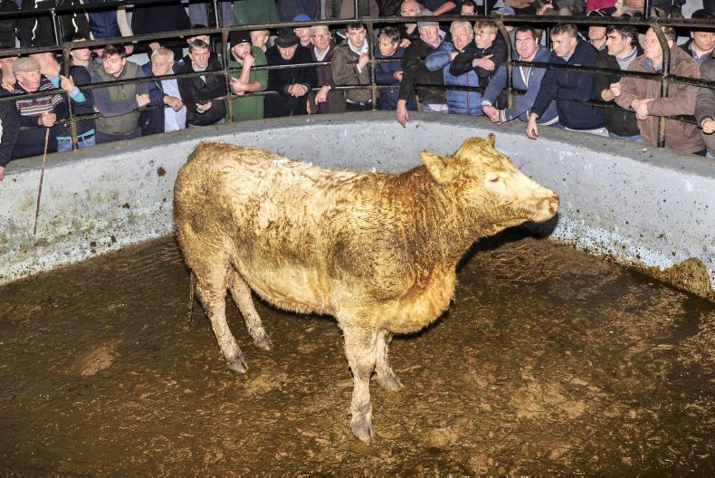 Camera at the mart: fatstock season off to good start in Dingle Camera at the mart: fatstock season off to good start in Dingle