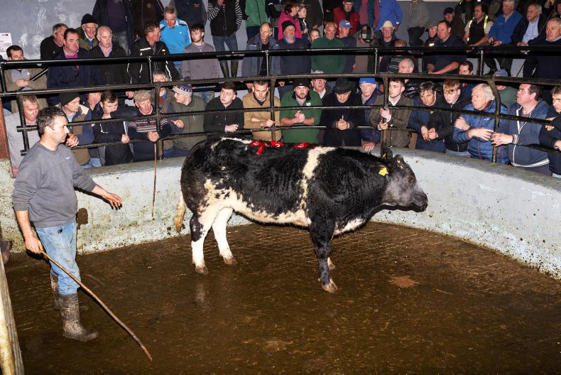 Camera at the mart: fatstock season off to good start in Dingle Camera at the mart: fatstock season off to good start in Dingle