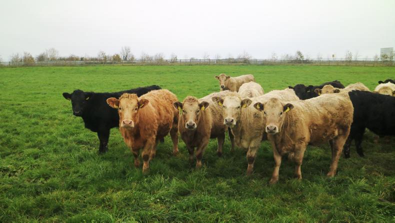 Newford Farm update: weanling performance edges ahead of 2017 levels 