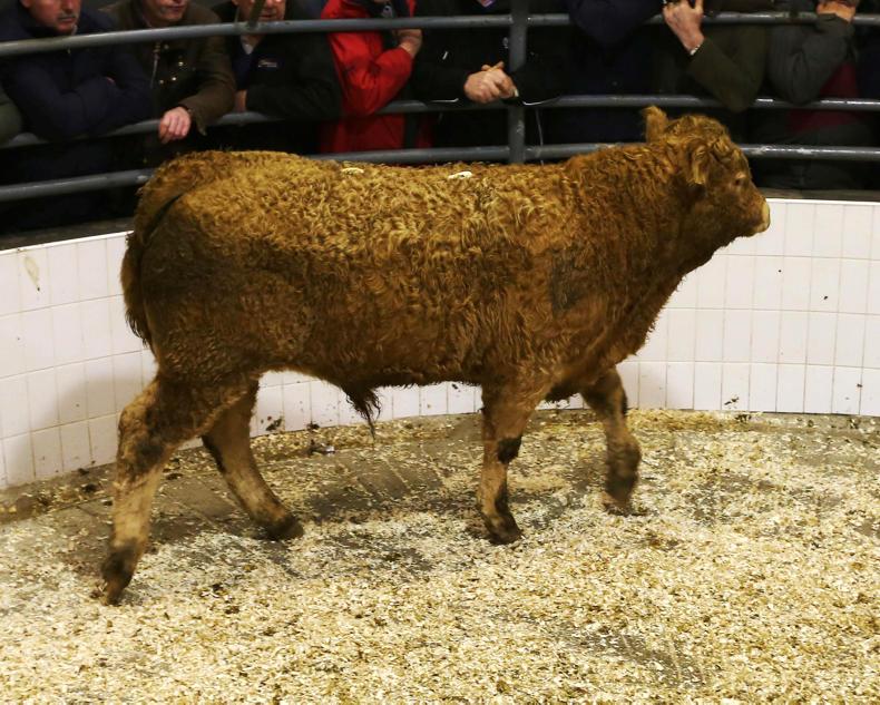 Autumn weanling prices back by up to €70/head Autumn weanling prices back by up to €70/head