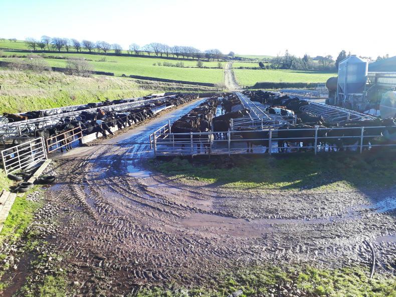 Farmer Writes: heading back to one cow per acre Farmer Writes: heading back to one cow per acre