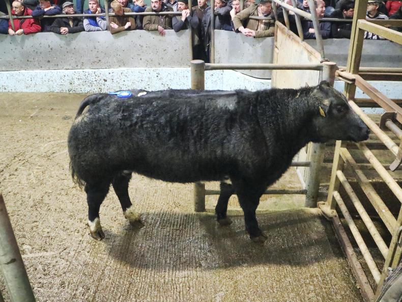 Camera at the mart: strong trade for well-muscled beef cattle in Tralee Camera at the mart: strong trade for well-muscled beef cattle in Tralee