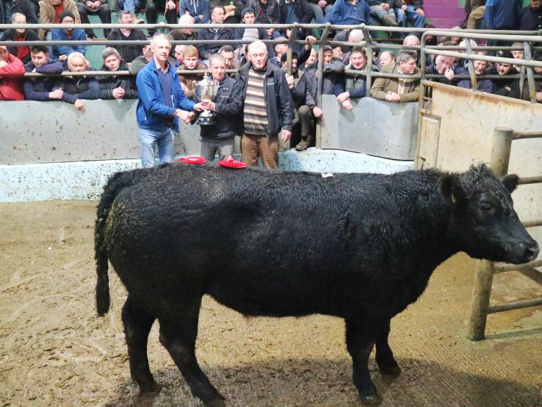Camera at the mart: strong trade for well-muscled beef cattle in Tralee Camera at the mart: strong trade for well-muscled beef cattle in Tralee