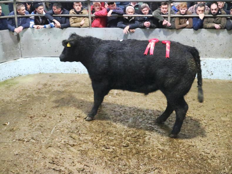 Camera at the mart: strong trade for well-muscled beef cattle in Tralee Camera at the mart: strong trade for well-muscled beef cattle in Tralee