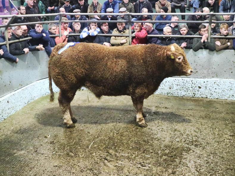 Camera at the mart: strong trade for well-muscled beef cattle in Tralee Camera at the mart: strong trade for well-muscled beef cattle in Tralee