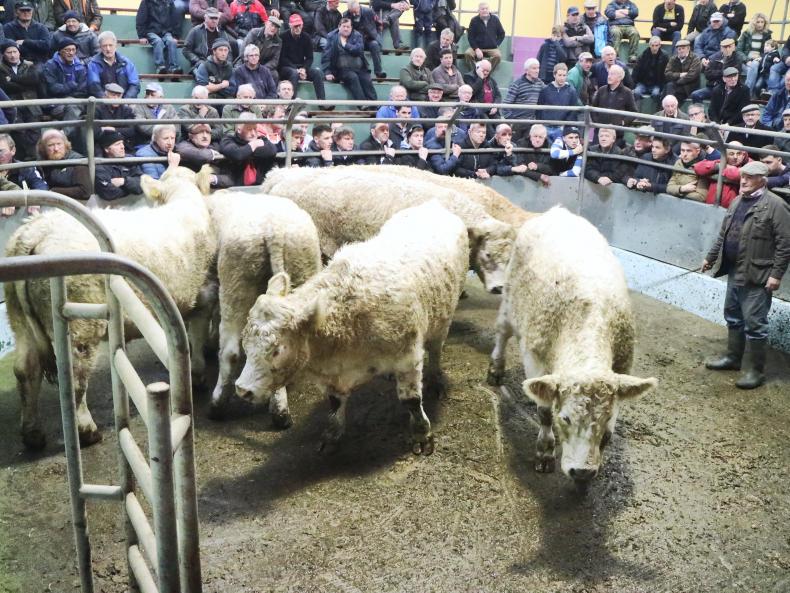 Camera at the mart: strong trade for well-muscled beef cattle in Tralee Camera at the mart: strong trade for well-muscled beef cattle in Tralee