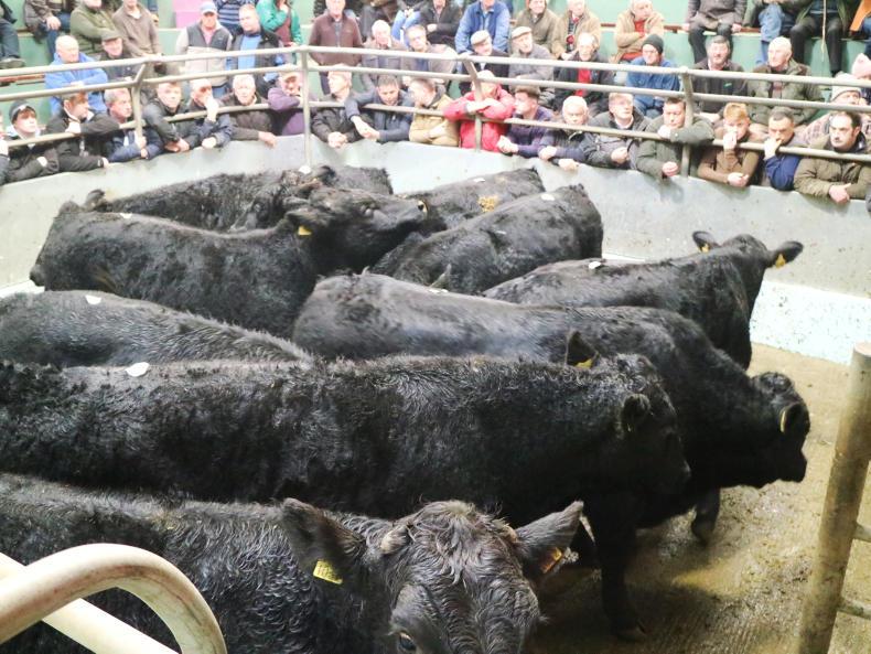 Camera at the mart: strong trade for well-muscled beef cattle in Tralee Camera at the mart: strong trade for well-muscled beef cattle in Tralee
