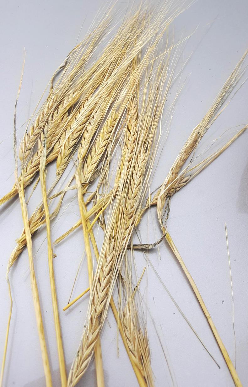 Bitter sweet memories from 2018 Bitter sweet memories from 2018