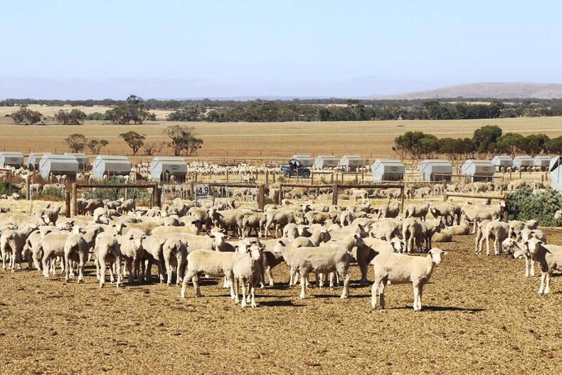 The main players driving an increase in global sheepmeat trading The main players driving an increase in global sheepmeat trading