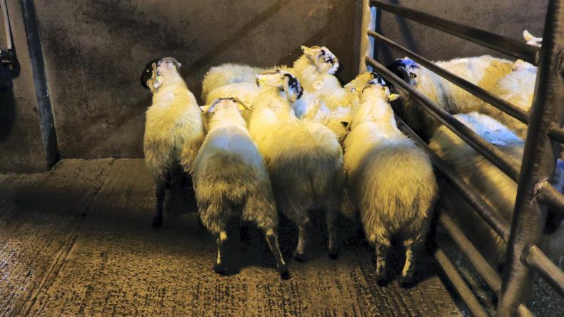 Camera at the mart: record sheep numbers in 2018 for Kenmare Camera at the mart: record sheep numbers in 2018 for Kenmare