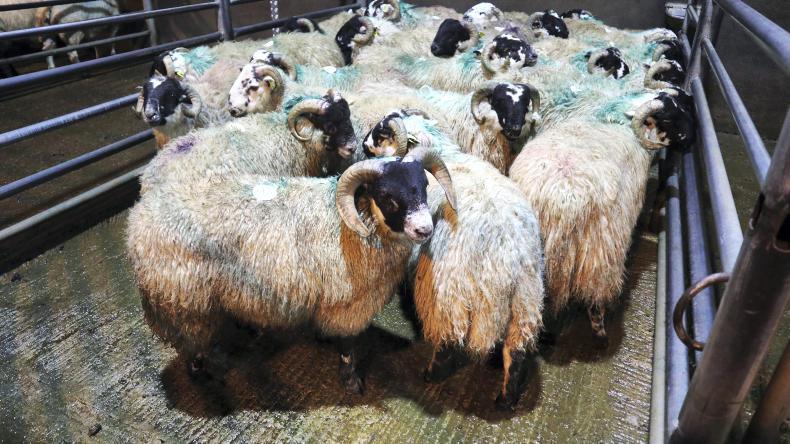 Camera at the mart: record sheep numbers in 2018 for Kenmare Camera at the mart: record sheep numbers in 2018 for Kenmare