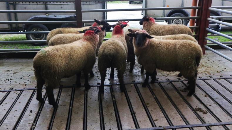 Camera at the mart: record sheep numbers in 2018 for Kenmare Camera at the mart: record sheep numbers in 2018 for Kenmare