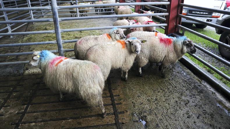 Camera at the mart: record sheep numbers in 2018 for Kenmare Camera at the mart: record sheep numbers in 2018 for Kenmare
