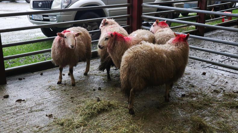 Camera at the mart: record sheep numbers in 2018 for Kenmare Camera at the mart: record sheep numbers in 2018 for Kenmare
