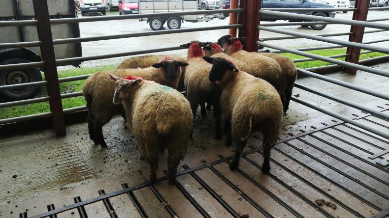 Camera at the mart: record sheep numbers in 2018 for Kenmare Camera at the mart: record sheep numbers in 2018 for Kenmare