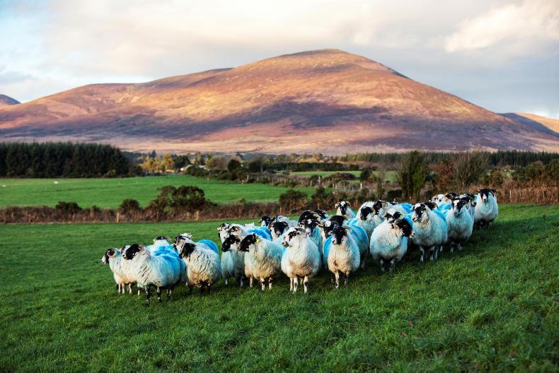 Farm finance: sheep census time Farm finance: sheep census time