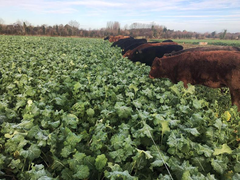 Beef management: pneumonia, stock bulls and forage crops Beef management: pneumonia, stock bulls and forage crops
