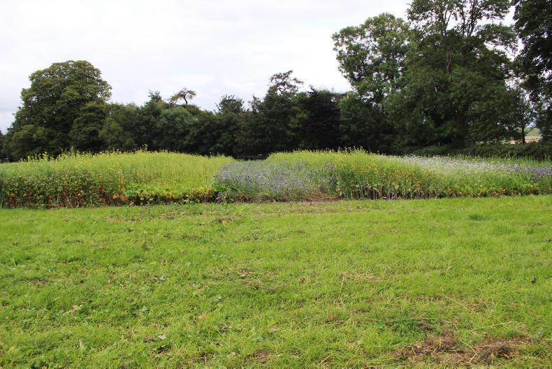 Options for clearing catch/cover crops Options for clearing catch/cover crops