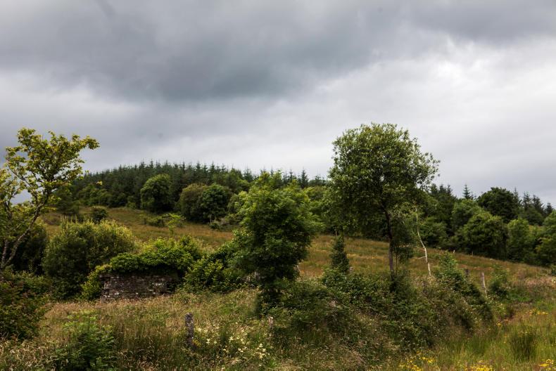 Forestry investors turn away from Leitrim Forestry investors turn away from Leitrim