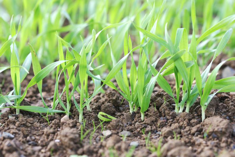 Tillage management: extraordinary weather poses unusual questions Tillage management: extraordinary weather poses unusual questions