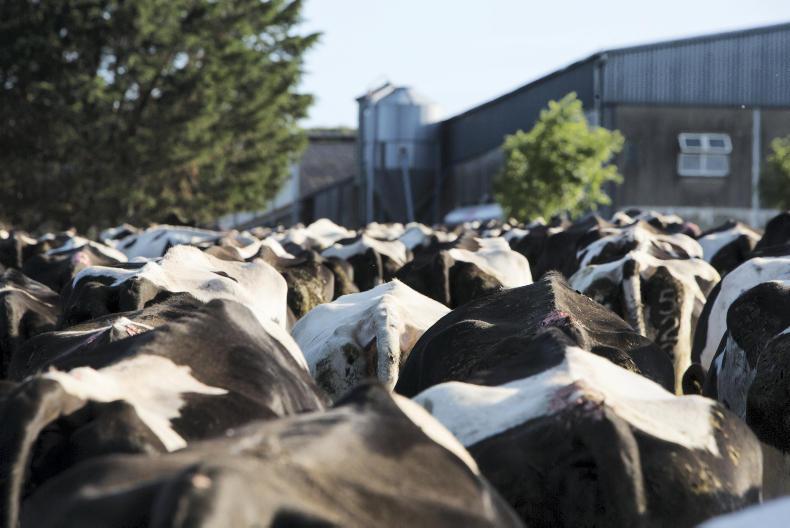 High-input dairy farms 'not sustainable' High-input dairy farms 'not sustainable'