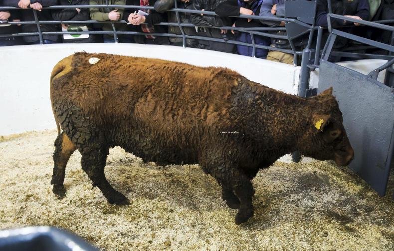 Video: Sheplands Farm suckler dispersal sale report Video: Sheplands Farm suckler dispersal sale report