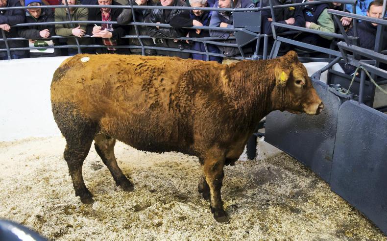 Video: Sheplands Farm suckler dispersal sale report Video: Sheplands Farm suckler dispersal sale report