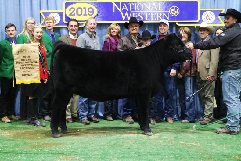 Angus heifer hits $65,000 in Denver Angus heifer hits $65,000 in Denver
