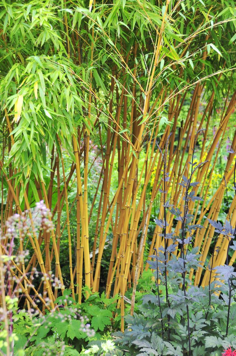 Gardening tips with Gerry Daly: bamboozled Gardening tips with Gerry Daly: bamboozled