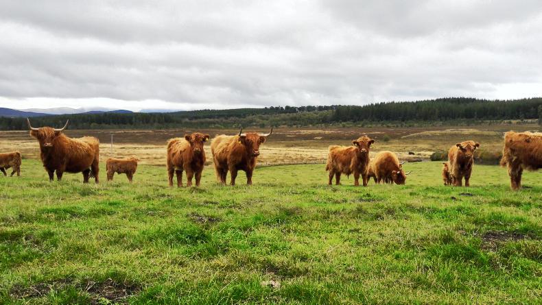 Lamb prices strengthen in the live ring Lamb prices strengthen in the live ring