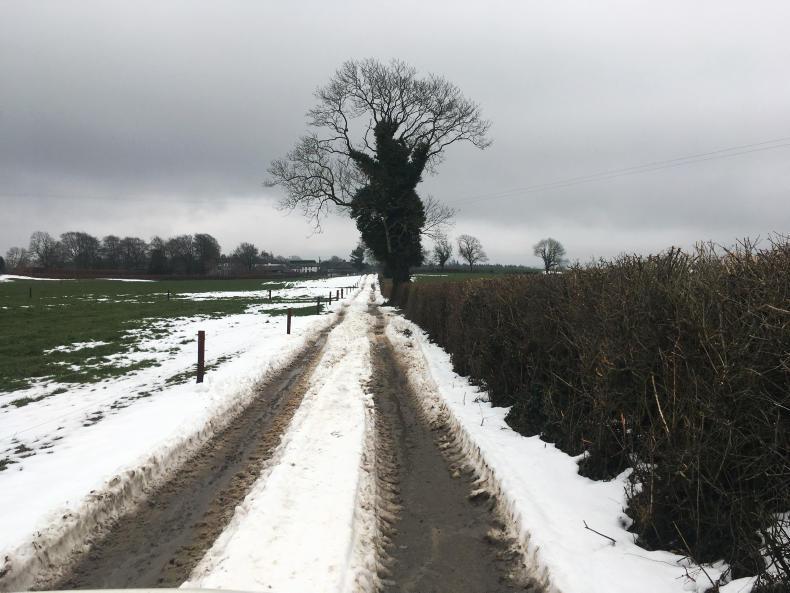 Why cold can be a killer for newborn calves and lambs Why cold can be a killer for newborn calves and lambs