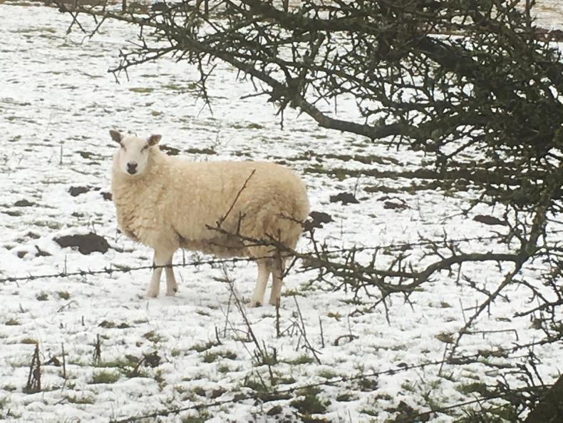 Knuckles wrapped up in farm assurance inspection Knuckles wrapped up in farm assurance inspection